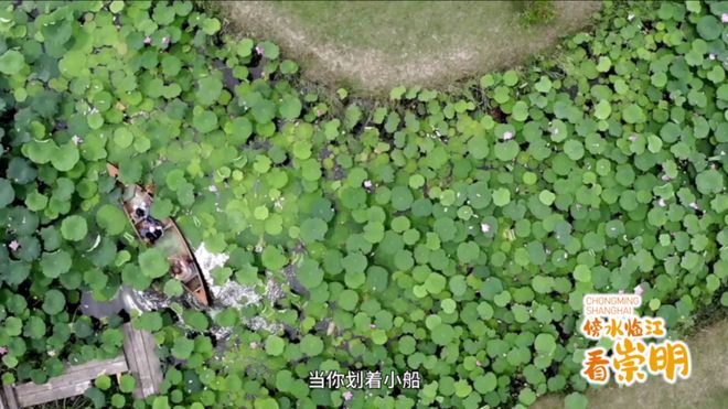 ”啊“滧”摇到崇明七滧河long88龙8国际“滧